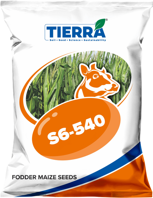 Fodder Maize-S6-540