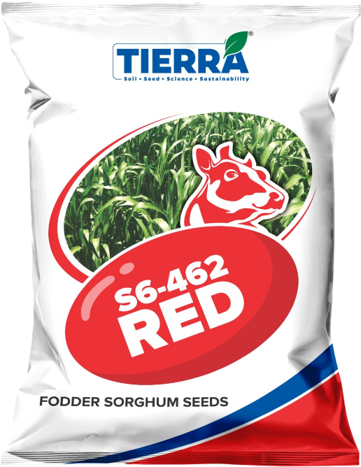Fodder Sorghum-S6-462 Red